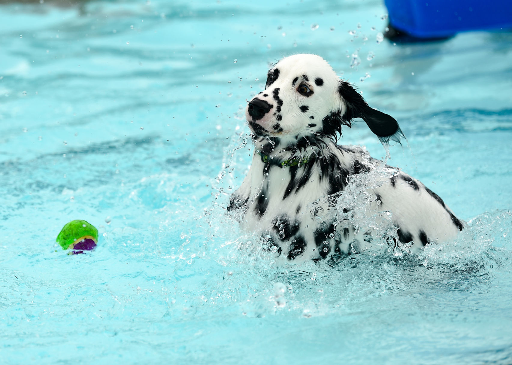 081919-mda-nws-furfriends-029a.JPG